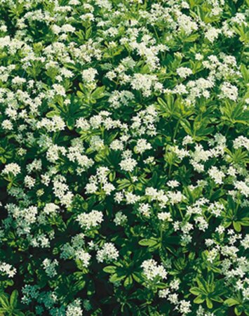 Galium odoratum geen maat specificatie 0,55L/P9cm - afbeelding 3