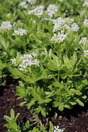 Galium odoratum geen maat specificatie 0,55L/P9cm - afbeelding 5