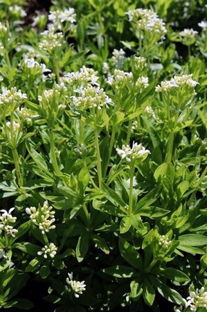 Galium odoratum geen maat specificatie 0,55L/P9cm - afbeelding 6