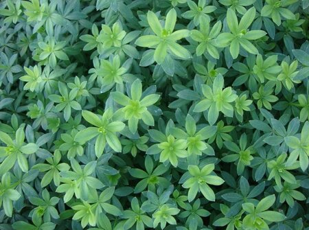 Galium odoratum geen maat specificatie 0,55L/P9cm - afbeelding 3