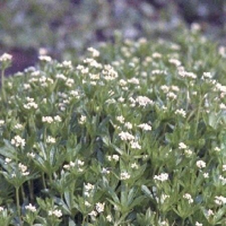 Galium odoratum geen maat specificatie 0,55L/P9cm - afbeelding 2