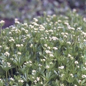 Galium odoratum geen maat specificatie 0,55L/P9cm - afbeelding 2