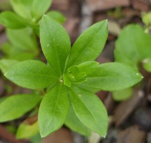 Galium odoratum geen maat specificatie 0,55L/P9cm - afbeelding 4
