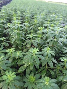 Galium odoratum geen maat specificatie 0,55L/P9cm - afbeelding 8