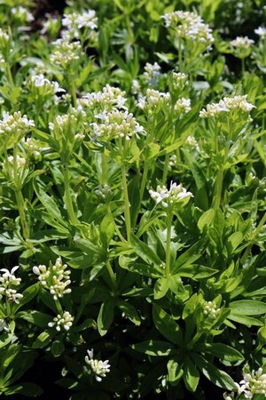 Galium odoratum geen maat specificatie 0,55L/P9cm - afbeelding 4