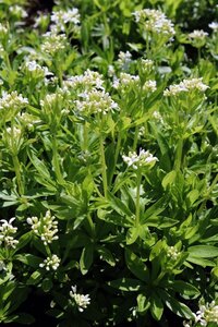 Galium odoratum geen maat specificatie 0,55L/P9cm - afbeelding 4