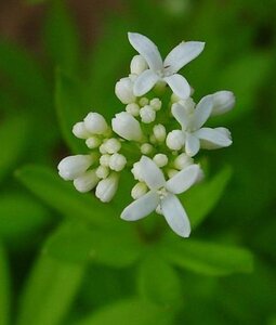 Galium odoratum geen maat specificatie 0,55L/P9cm - afbeelding 5