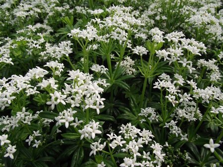 Galium odoratum geen maat specificatie 0,55L/P9cm - afbeelding 12
