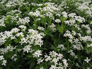 Galium odoratum geen maat specificatie 0,55L/P9cm - afbeelding 12