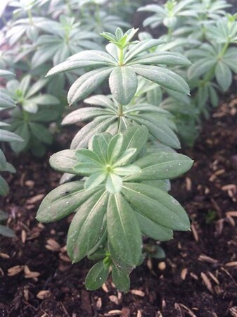 Galium odoratum geen maat specificatie 0,55L/P9cm - afbeelding 9