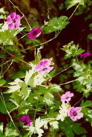 Geranium 'Ann Folkard' geen maat specificatie 0,55L/P9cm - afbeelding 4