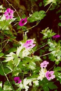 Geranium 'Ann Folkard' geen maat specificatie 0,55L/P9cm - afbeelding 4