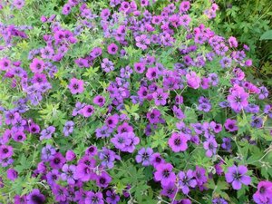 Geranium 'Ann Folkard' geen maat specificatie 0,55L/P9cm - afbeelding 3