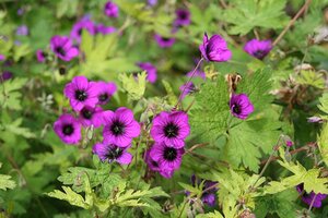 Geranium 'Ann Folkard' geen maat specificatie 0,55L/P9cm - afbeelding 2