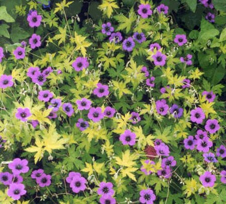 Geranium 'Ann Folkard' geen maat specificatie 0,55L/P9cm - afbeelding 10