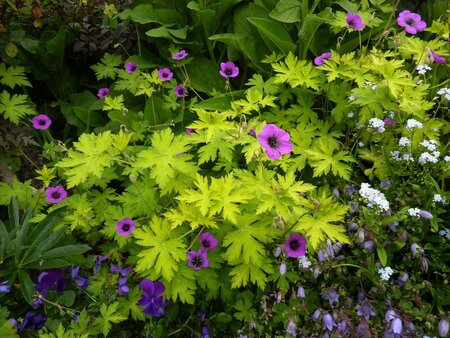 Geranium 'Ann Folkard' geen maat specificatie 0,55L/P9cm - afbeelding 1