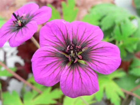 Geranium 'Ann Folkard' geen maat specificatie 0,55L/P9cm - afbeelding 3