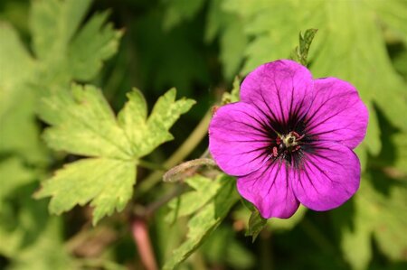 Geranium 'Ann Folkard' geen maat specificatie 0,55L/P9cm - afbeelding 2