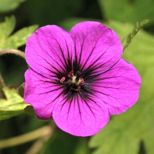 Geranium 'Ann Folkard' geen maat specificatie 0,55L/P9cm - afbeelding 6