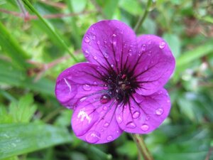 Geranium 'Ann Folkard' geen maat specificatie 0,55L/P9cm - image 2
