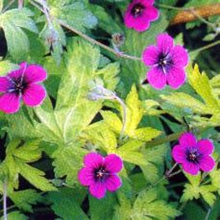Geranium 'Ann Folkard' geen maat specificatie 0,55L/P9cm - image 5