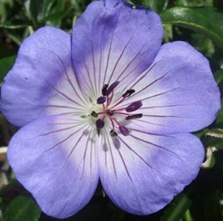 Geranium 'Azure Rush' geen maat specificatie 0,55L/P9cm - afbeelding 4