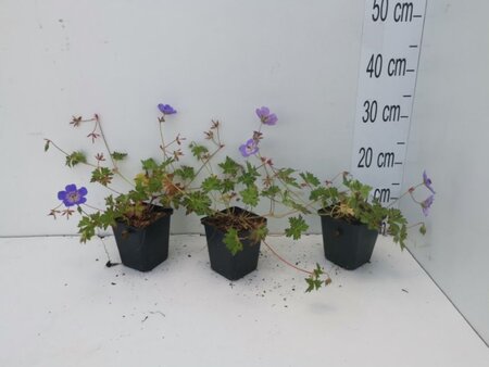 Geranium 'Azure Rush' geen maat specificatie 0,55L/P9cm - afbeelding 8