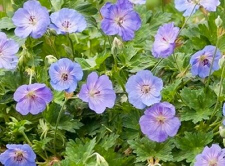 Geranium 'Azure Rush' geen maat specificatie 0,55L/P9cm - afbeelding 5