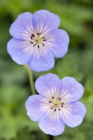 Geranium 'Azure Rush' geen maat specificatie 0,55L/P9cm - afbeelding 7