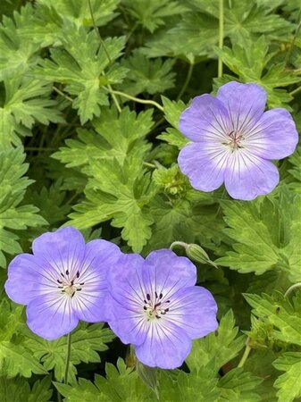 Geranium 'Azure Rush' geen maat specificatie 0,55L/P9cm - afbeelding 3