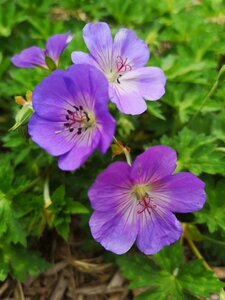 Geranium 'Azure Rush' geen maat specificatie 0,55L/P9cm