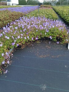 Geranium 'Azure Rush' geen maat specificatie 0,55L/P9cm - afbeelding 9