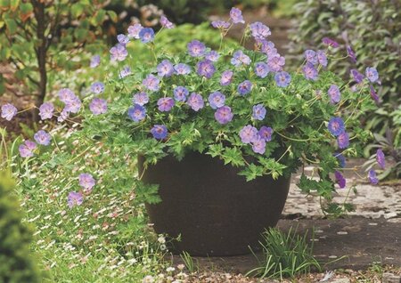Geranium 'Azure Rush' geen maat specificatie 0,55L/P9cm - afbeelding 4