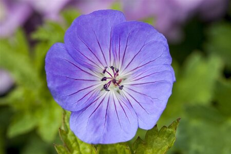 Geranium 'Azure Rush' geen maat specificatie 0,55L/P9cm - image 2