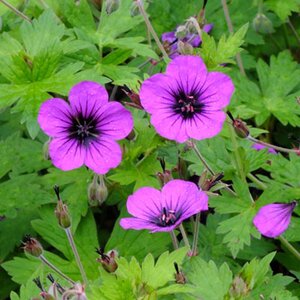 Geranium 'Anne Thomson' geen maat specificatie 0,55L/P9cm