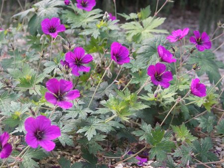 Geranium 'Anne Thomson' geen maat specificatie 0,55L/P9cm - afbeelding 2