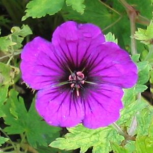 Geranium 'Anne Thomson' geen maat specificatie 0,55L/P9cm - afbeelding 3