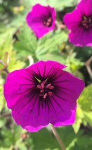 Geranium 'Anne Thomson' geen maat specificatie 0,55L/P9cm - afbeelding 4