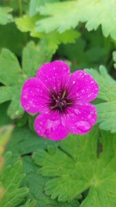 Geranium 'Anne Thomson' geen maat specificatie 0,55L/P9cm - afbeelding 1