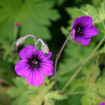 Geranium 'Anne Thomson' geen maat specificatie 0,55L/P9cm - afbeelding 5