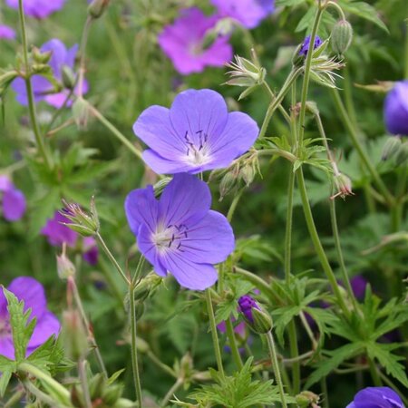Geranium 'Brookside' geen maat specificatie 0,55L/P9cm - afbeelding 2