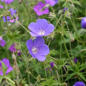Geranium 'Brookside' geen maat specificatie 0,55L/P9cm - afbeelding 2