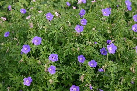 Geranium 'Brookside' geen maat specificatie 0,55L/P9cm - afbeelding 3