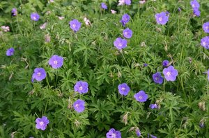 Geranium 'Brookside' geen maat specificatie 0,55L/P9cm - afbeelding 3