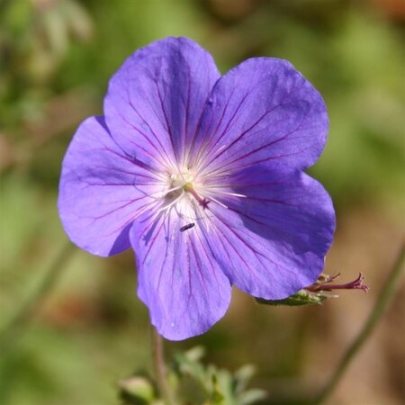 Geranium 'Brookside' geen maat specificatie 0,55L/P9cm - afbeelding 4