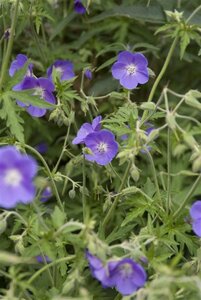 Geranium 'Brookside' geen maat specificatie 0,55L/P9cm - afbeelding 7