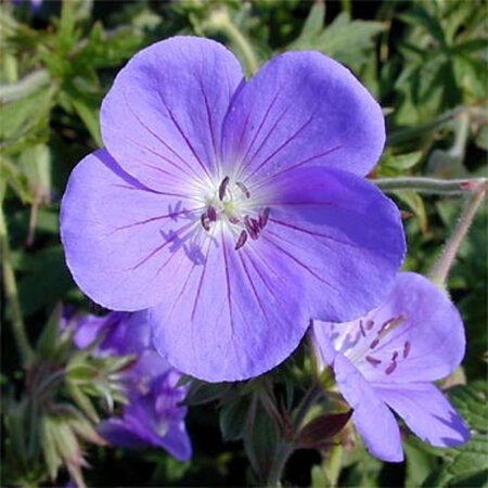 Geranium 'Brookside' geen maat specificatie 0,55L/P9cm - afbeelding 5