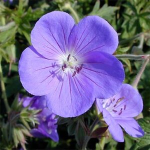 Geranium 'Brookside' geen maat specificatie 0,55L/P9cm - afbeelding 5