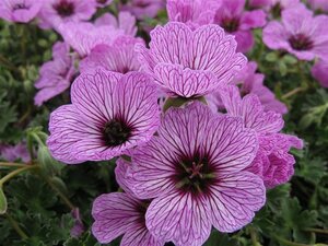 Geranium cin. 'Ballerina' geen maat specificatie 0,55L/P9cm - afbeelding 9