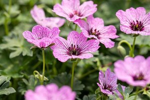 Geranium cin. 'Ballerina' geen maat specificatie 0,55L/P9cm - afbeelding 2